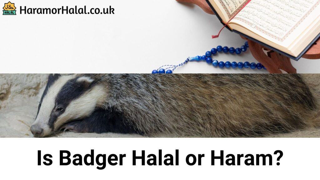 Is Badger Halal or Haram