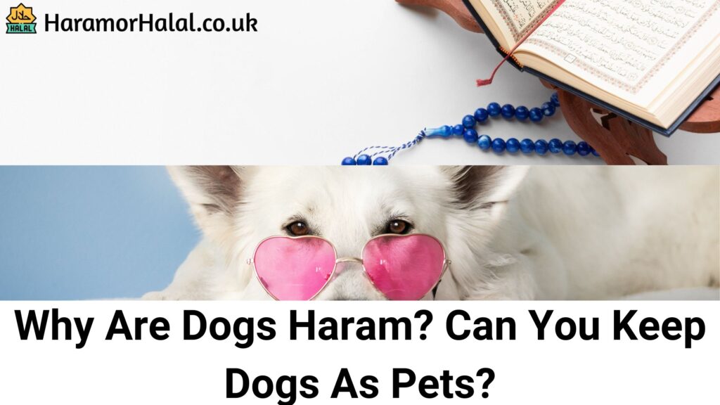 Why Are Dogs Haram? Can You Keep Dogs As Pets?